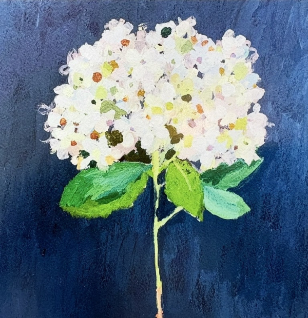 Hydrangea